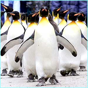 _1716577_penguin2.jpg