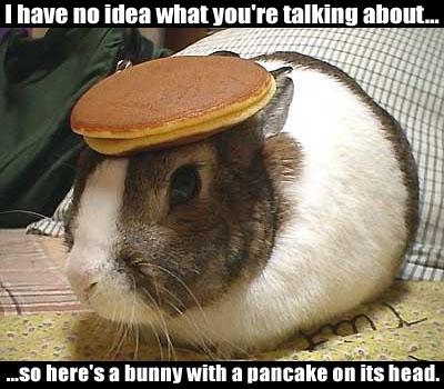 bunny-with-pancake.jpg