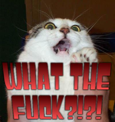 cat_wtf.jpg