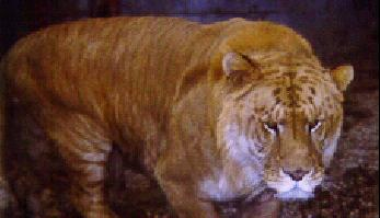 liger.jpg