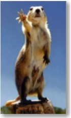 prairie dog.jpg