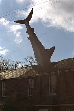 sharkhouse.jpg