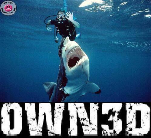 sharkowned.jpg
