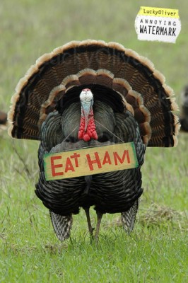LO-thanksgiving_humor_eat_ham_turkey-810472.jpg