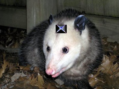 possum_1.jpg
