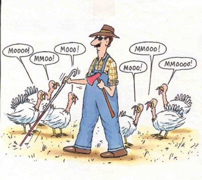 turkey-790283.jpg